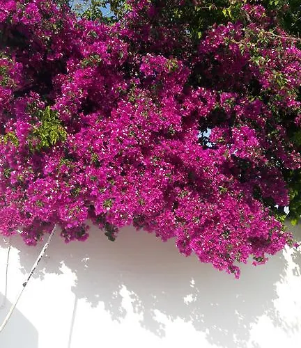 Thalia * Piso Livadi